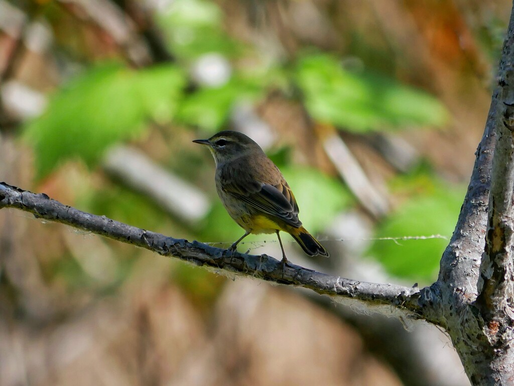 Palm Warbler by ljmanning