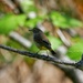 Palm Warbler