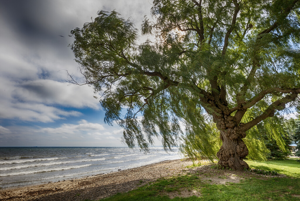 Lonely Willow by pdulis