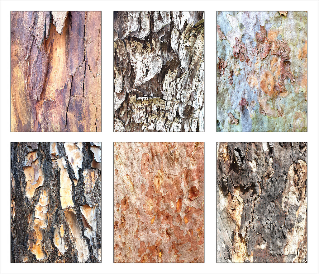 Tree Bark Collage by onewing