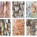 Tree Bark Collage by onewing