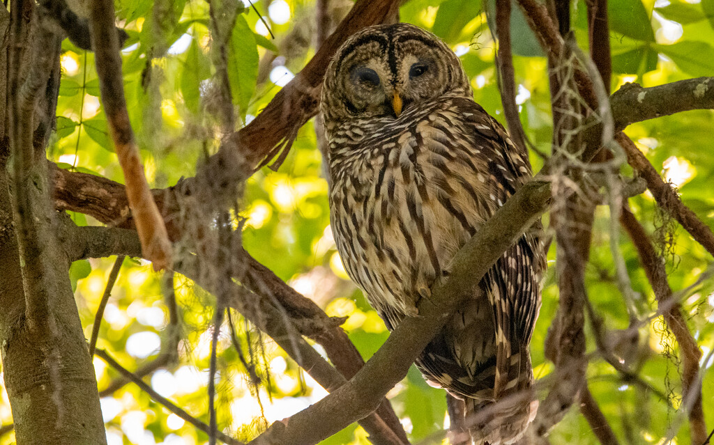 Barred Owl Hanging on the Limb! by rickster549