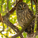 Barred Owl Hanging on the Limb!