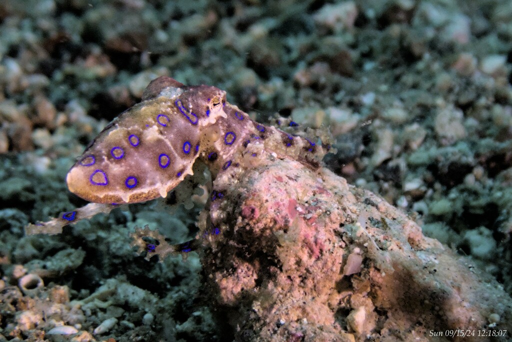 Blue-ringed octopus by wh2021