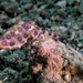 Blue-ringed octopus