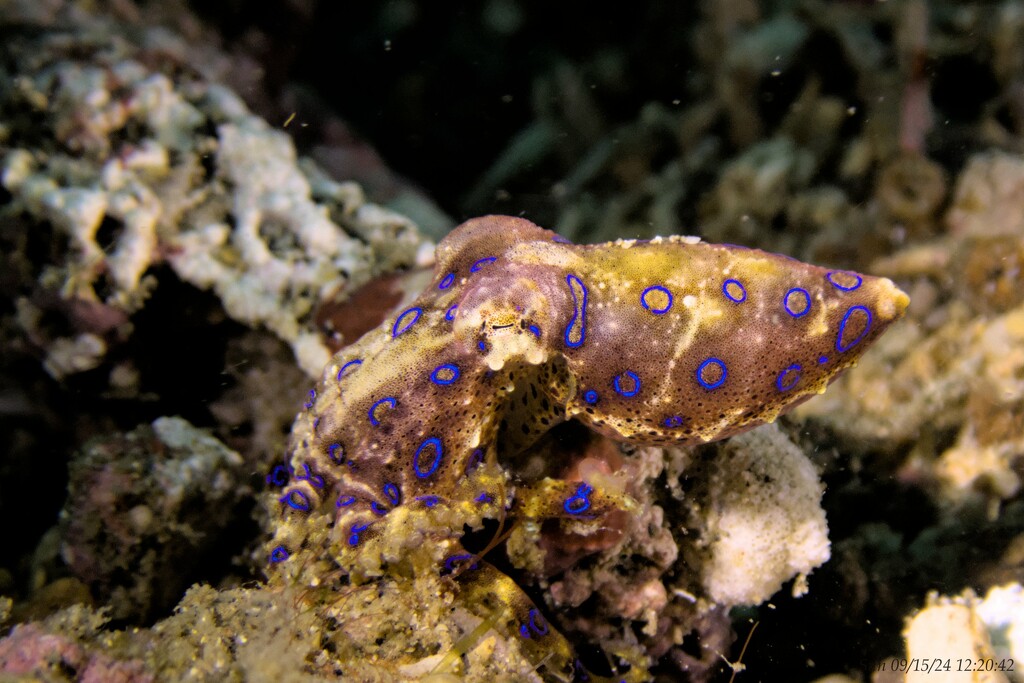 Blue-ringed octopus by wh2021