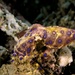 Blue-ringed octopus