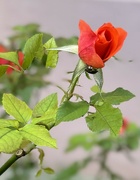 3rd Oct 2024 - A simple rose 