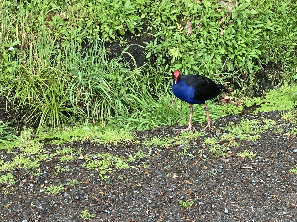 Pukeko by kyfto