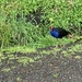 Pukeko by kyfto