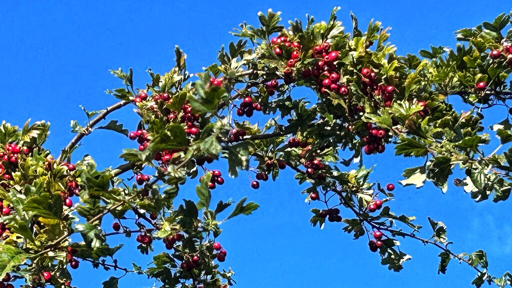 Autumn Berries by phil_sandford