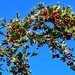 Autumn Berries by phil_sandford