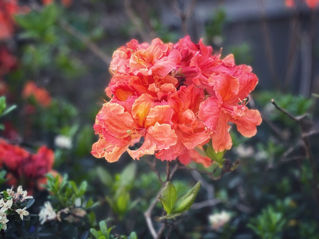 Deciduous azalea by pusspup