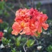 Deciduous azalea