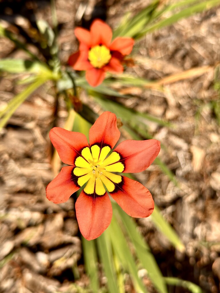 Harlequin Flower by kjarn