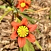 Harlequin Flower