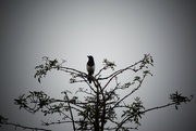 1st Oct 2024 - Magpie