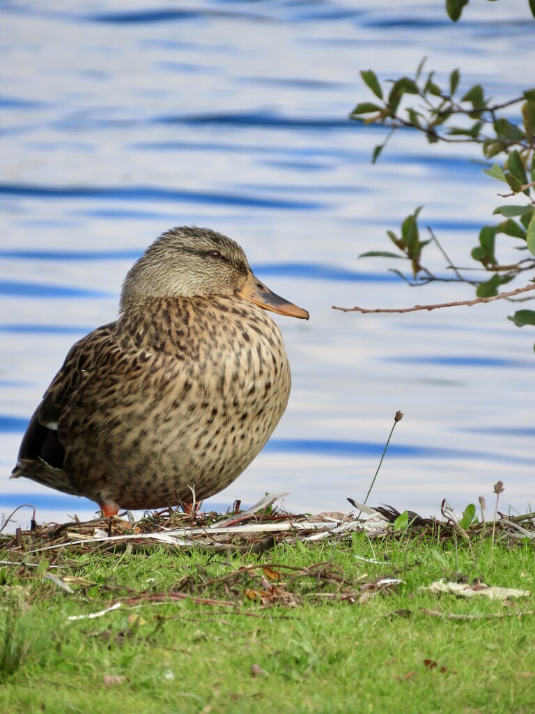 Adorable mallard by orchid99