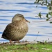 Adorable mallard