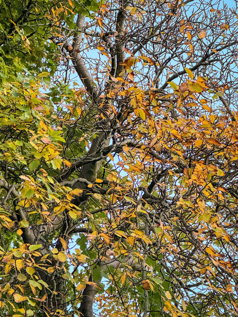 Autumn Leaves by eviehill