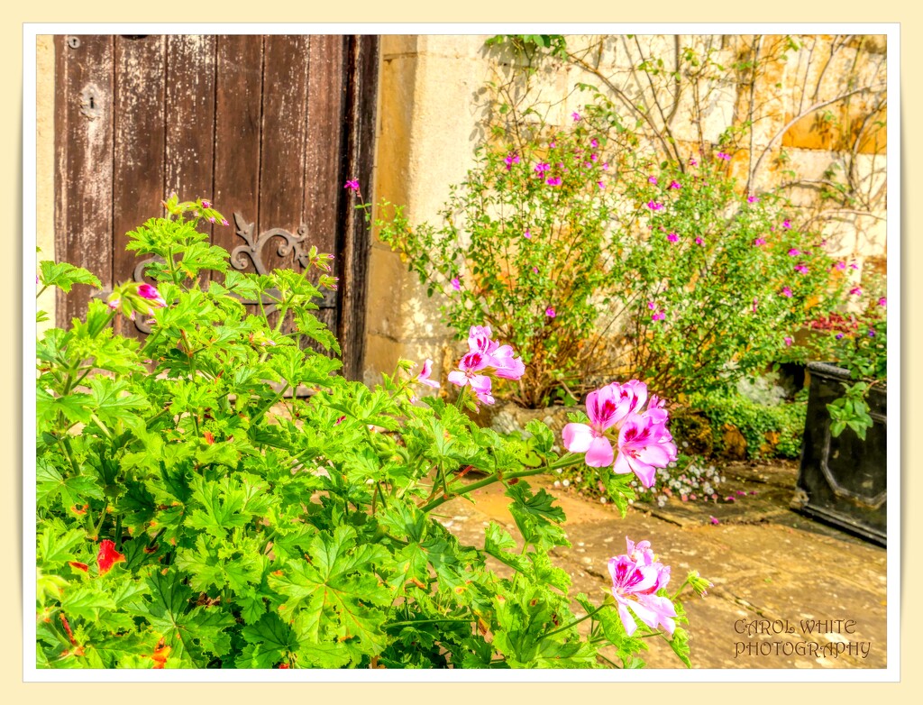 Flowers By The Old Door by carolmw