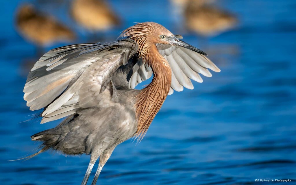 Reddish Egret by photographycrazy