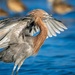 Reddish Egret