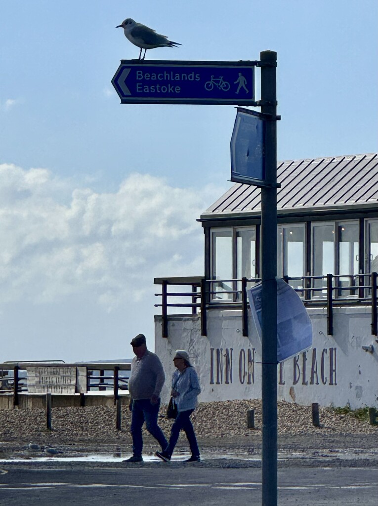 Seagull on the sign at… by wakelys