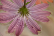 2nd Oct 2024 - African daisey~~~~~