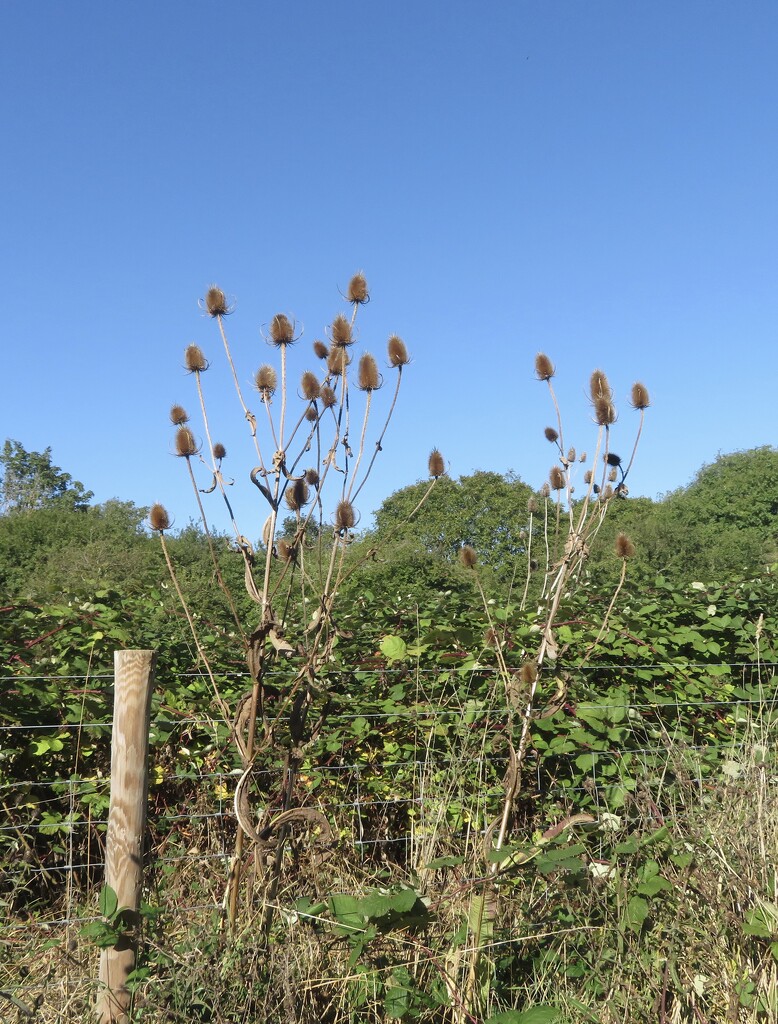 Teasels by felicityms