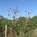 Teasels