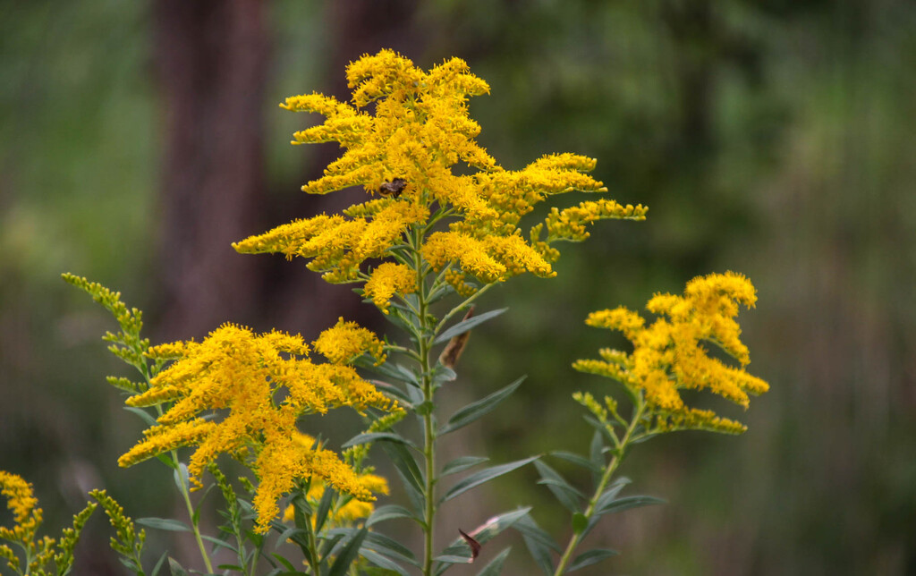 Goldenrod by mittens