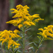 Goldenrod