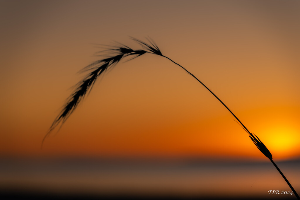 Minimalism at Sunset by taffy