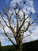 3rd Oct 2024 - plum pruned