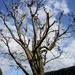 plum pruned