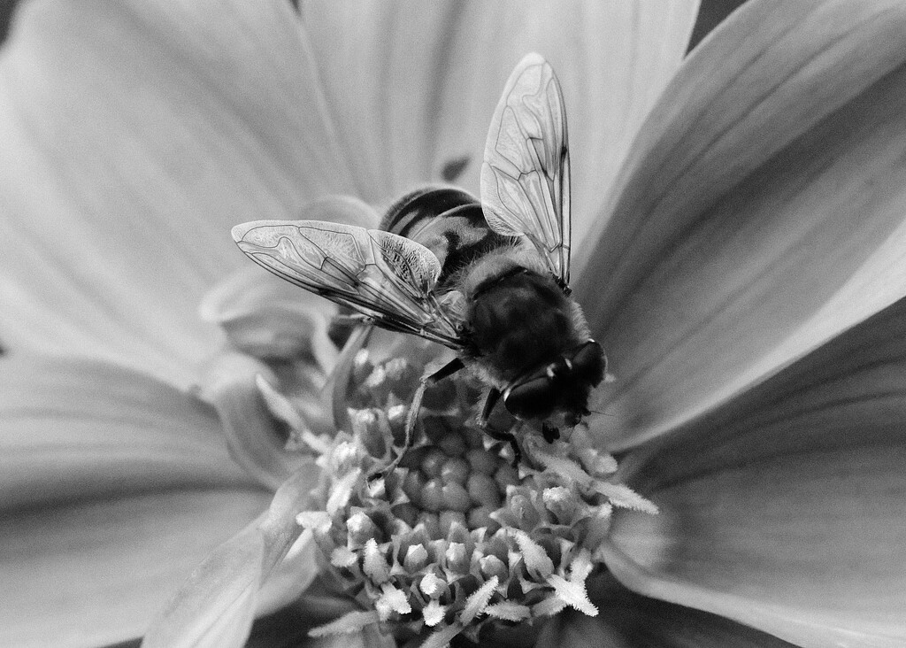 B&W insect by kametty