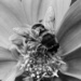 B&W insect