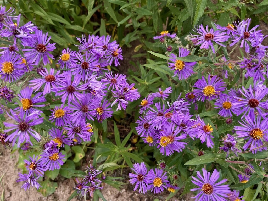 New England Asters by sunnygreenwood