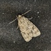 Dagger Moth [Filler]