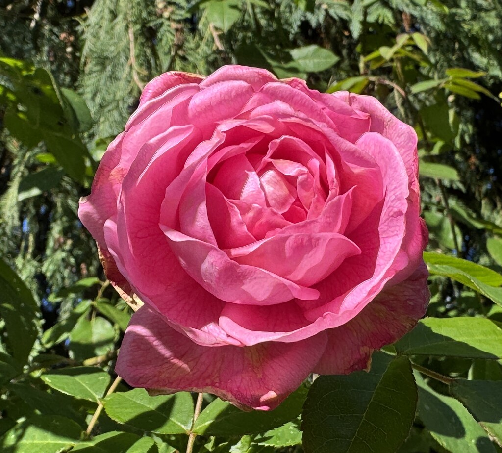 Gertrude Jekyll - Reliable to the End by susiemc