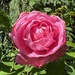 Gertrude Jekyll - Reliable to the End