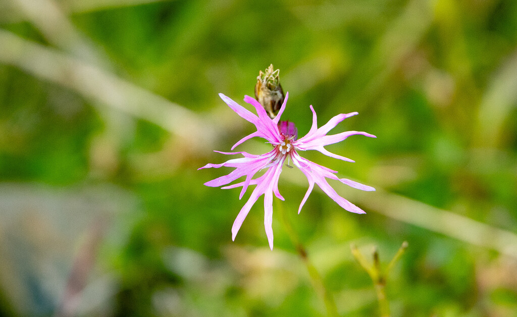 Late Bloomer by lifeat60degrees