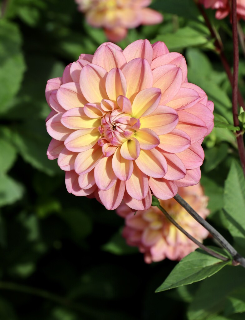 Pretty dahlia by jeremyccc