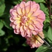 Pretty dahlia