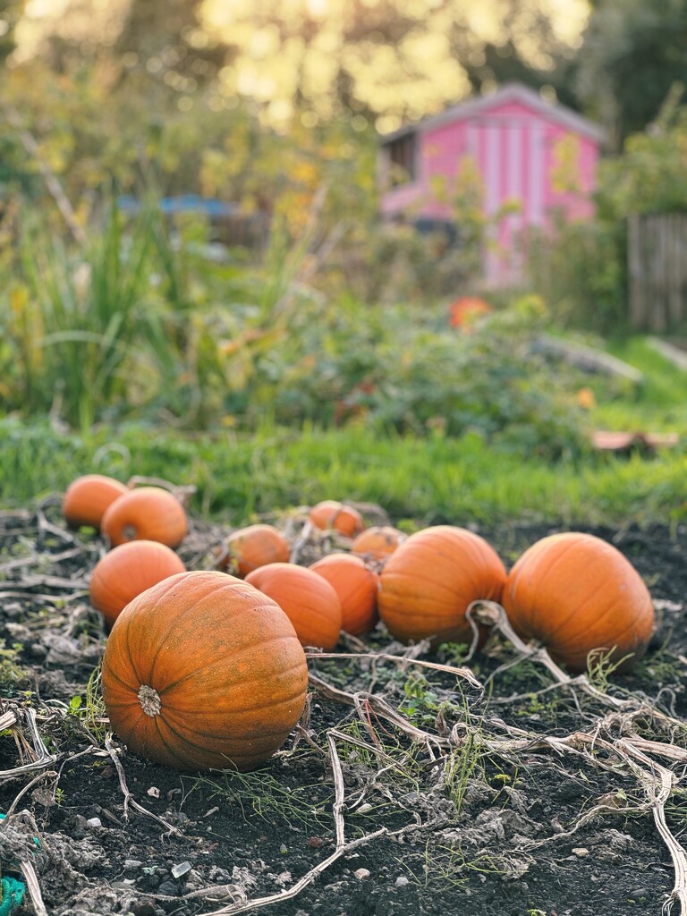 Pumpkins by anncooke76