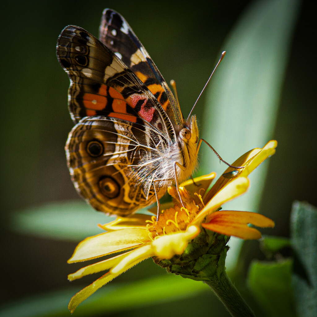 Sunshine and a Butterfly by berelaxed