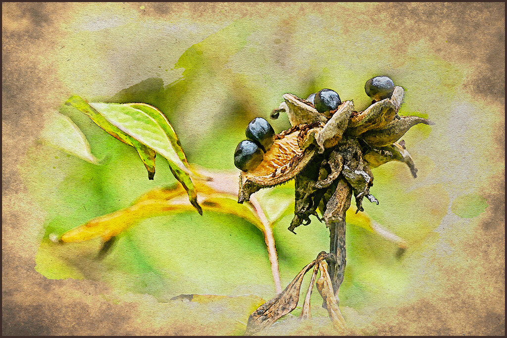 Tree Peony Seed Head by gardencat