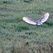 Barn Owl