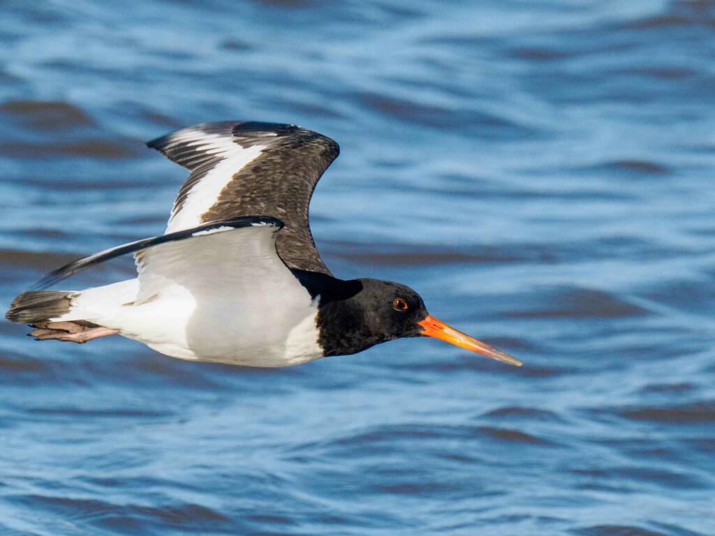  Oyster Catcher in flight. by padlock